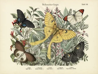Schmetterlinge, um 1860